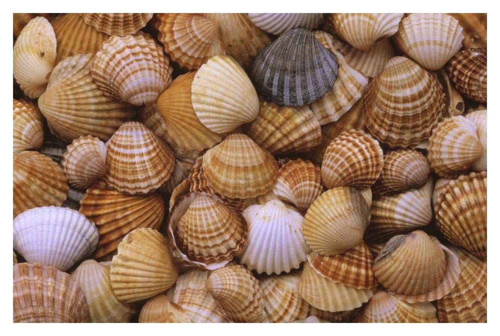 Common Cockle close up of shells, Europe-Paper Art-20x14”