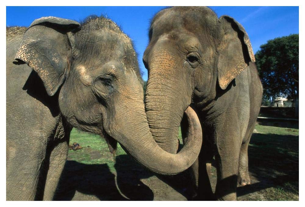 Asian Elephant pair with entwined trunks, native to India, Asia, Thailand and Laos-Paper Art-50x34”