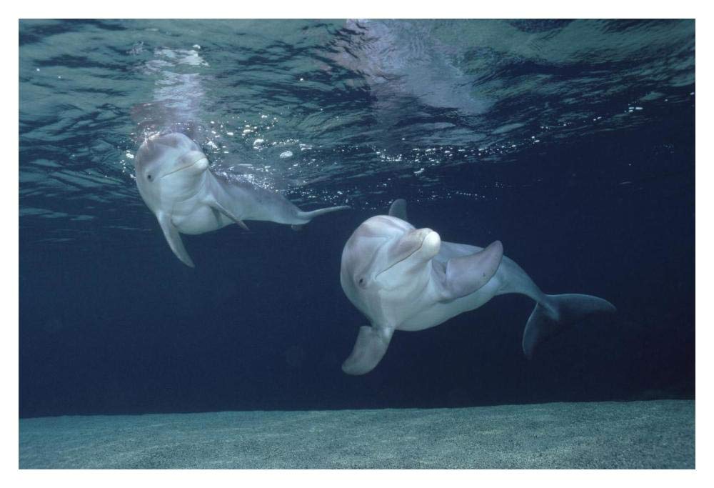 Bottlenose Dolphin underwater pair, Hawaii-Paper Art-20x14”