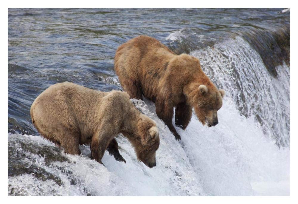 Grizzly Bear males waiting for salmon at Brooks Falls, Katmai National Park, Alaska-Paper Art-20x14”