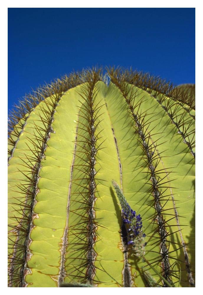Giant Barrel Cactus detail of spines, Santa Catalina Island, Sea of Cortez, Baja California, Mexico-Paper Art-14x20”