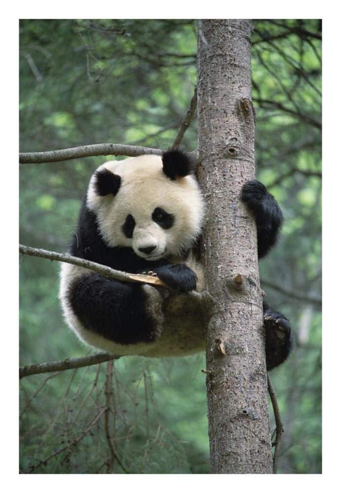 Giant Panda in tree-Paper Art-18x26”