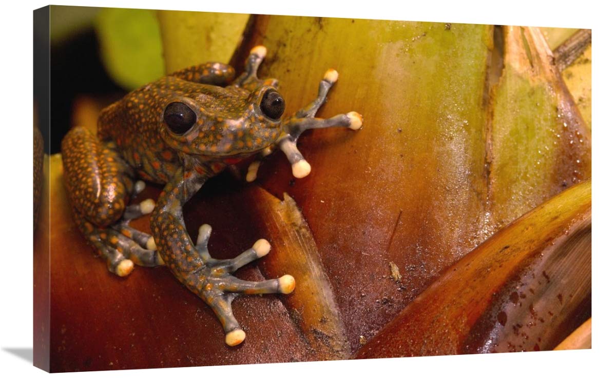 Strawberry Tree Frog male in cloud forest, Carchi Province, Ecuador-Canvas Art-30x20”