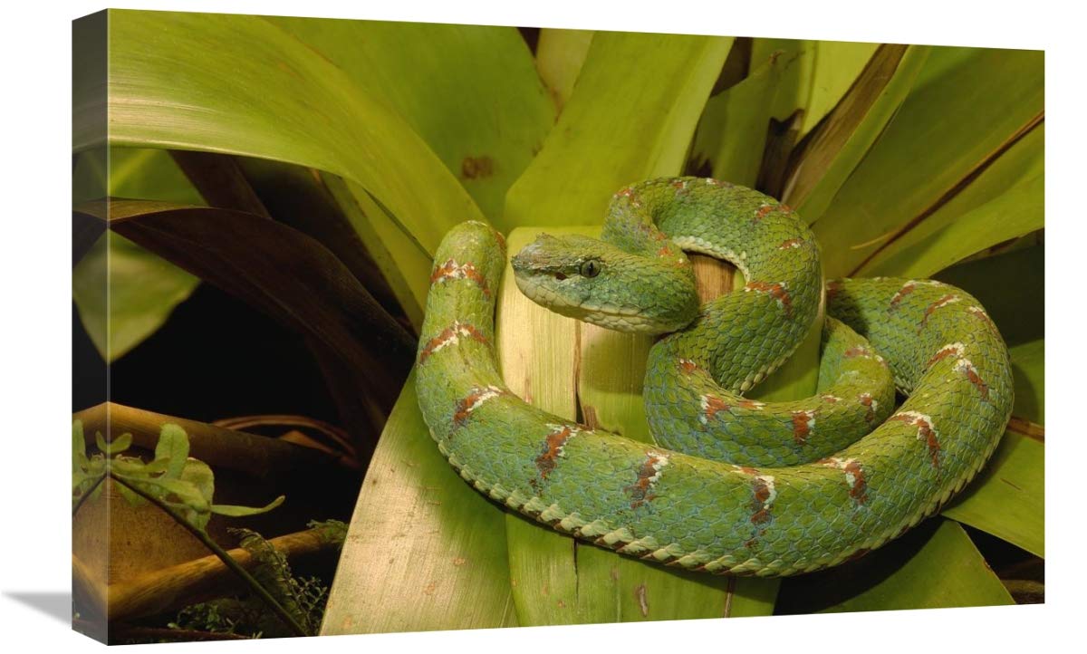 Eyelash Viper venomous, arboreal, Esmeraldas, Ecuador-Canvas Art-24x16”