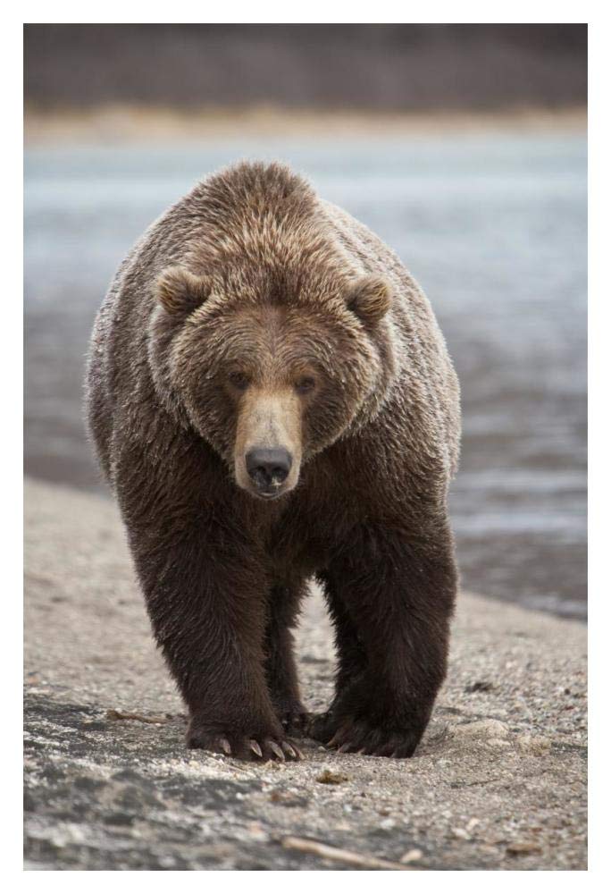 Grizzly Bear, Katmai National Park, Alaska-Paper Art-14x20”