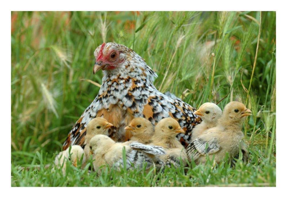 Fowl with chicks-Paper Art-26x18”