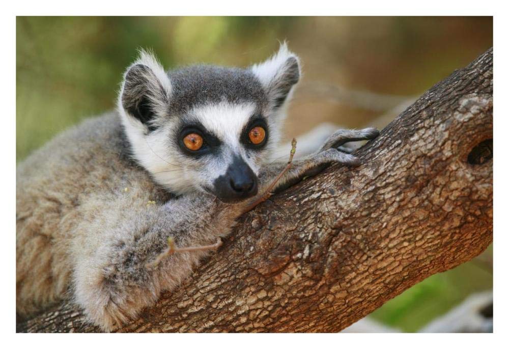 Ring-tailed Lemur resting on a tree branch, vulnerable, Berenty Private Reserve, Madagascar-Paper Art-32x22”