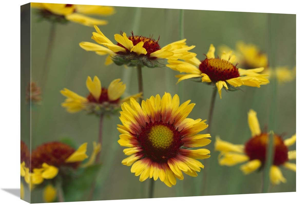 Indian Blanket flowers North America-Canvas Art-24x18″