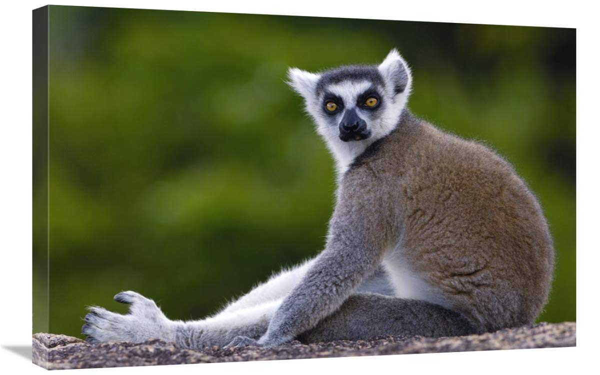 Ring-tailed Lemur portrait in the Andringitra Mountains, Madagascar-Canvas Art-30x20”