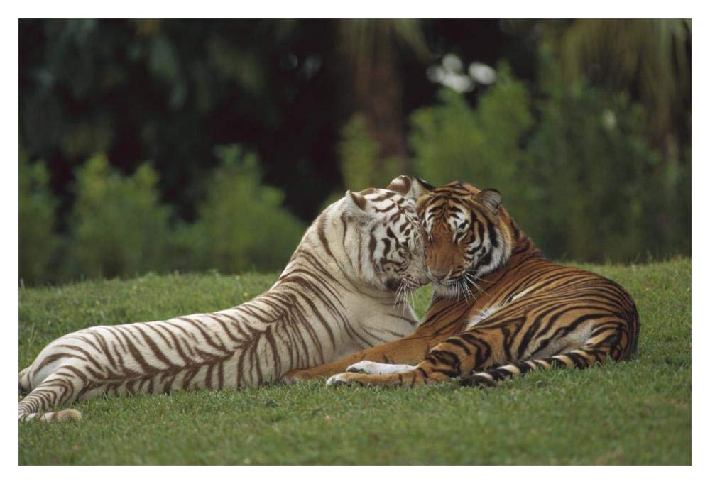Bengal Tiger affectionate pair, one with normal coloration and the other a melanistic white morph, India-Paper Art-20x14”