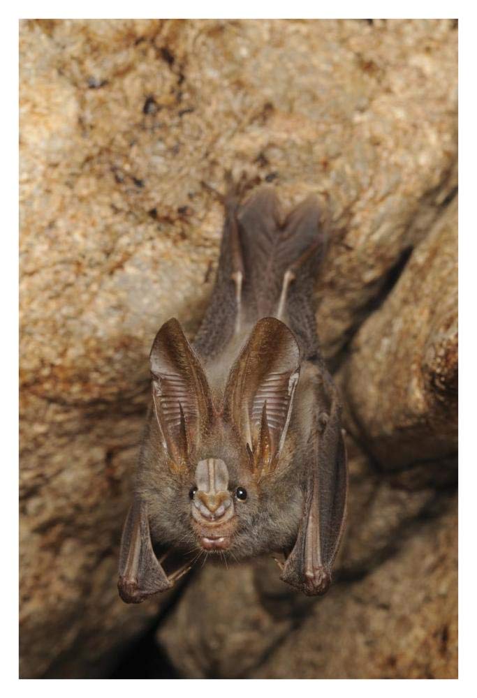 Lesser False Vampire Bat roosting in cave, Sekunyit, Bau, Malaysia-Paper Art-26x38”