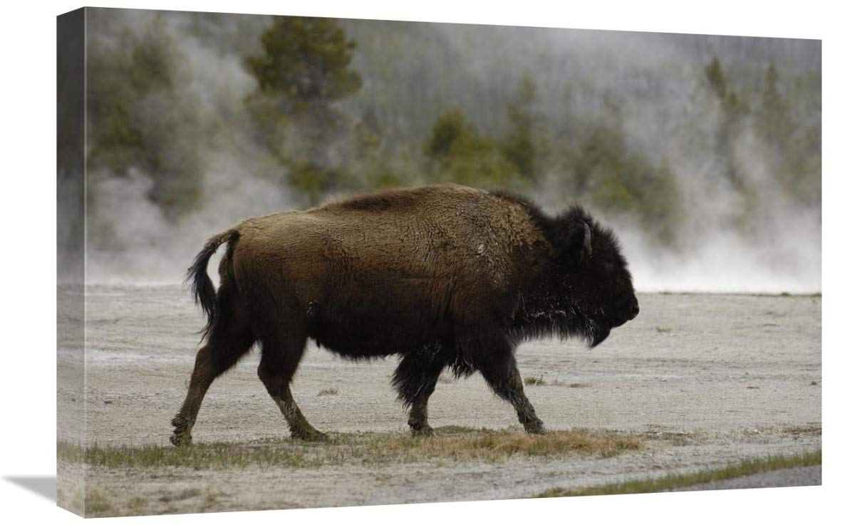 American Bison male near hot springs, Yellowstone National Park, Wyoming-Canvas Art-24x16”