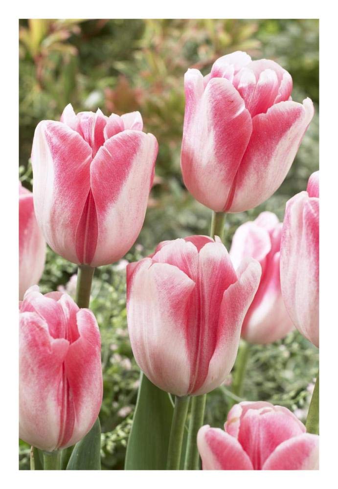 Tulip labyrinth variety flowers-Paper Art-18x26”