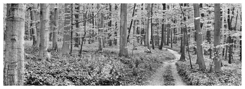 Beech forest, Germany-Paper Art-74x26”