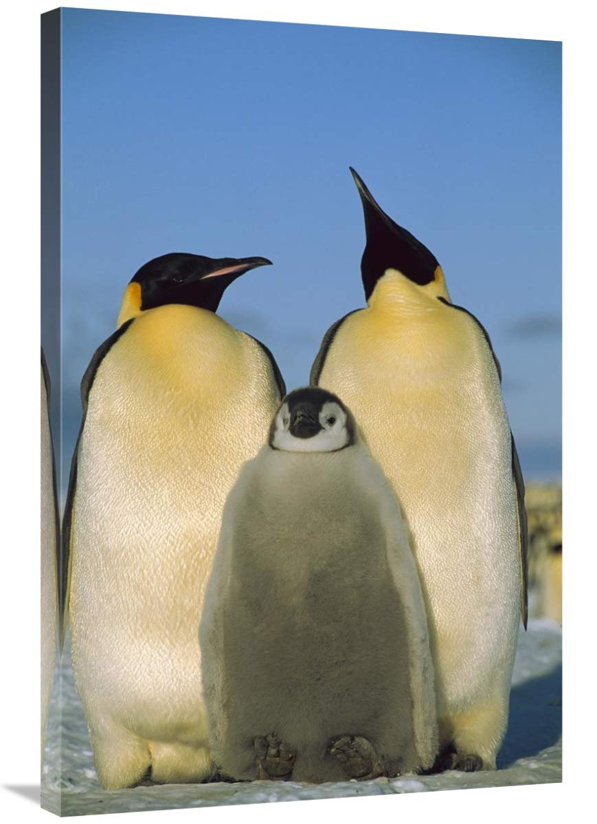 Emperor Penguin pair with chick, Weddell Sea, Antarctica-Canvas Art-24x36”