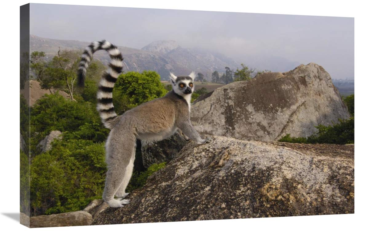 Ring-tailed Lemur in the Andringitra Mountains, Madagascar-Canvas Art-30x20”