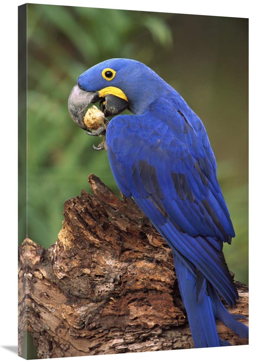 Hyacinth Macaw eating Piassava Palm nuts, Cerrado, Brazil-Canvas Art-24x36”