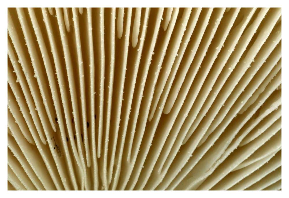Citron Amanita mushroom detail, Belgium-Paper Art-20x14”