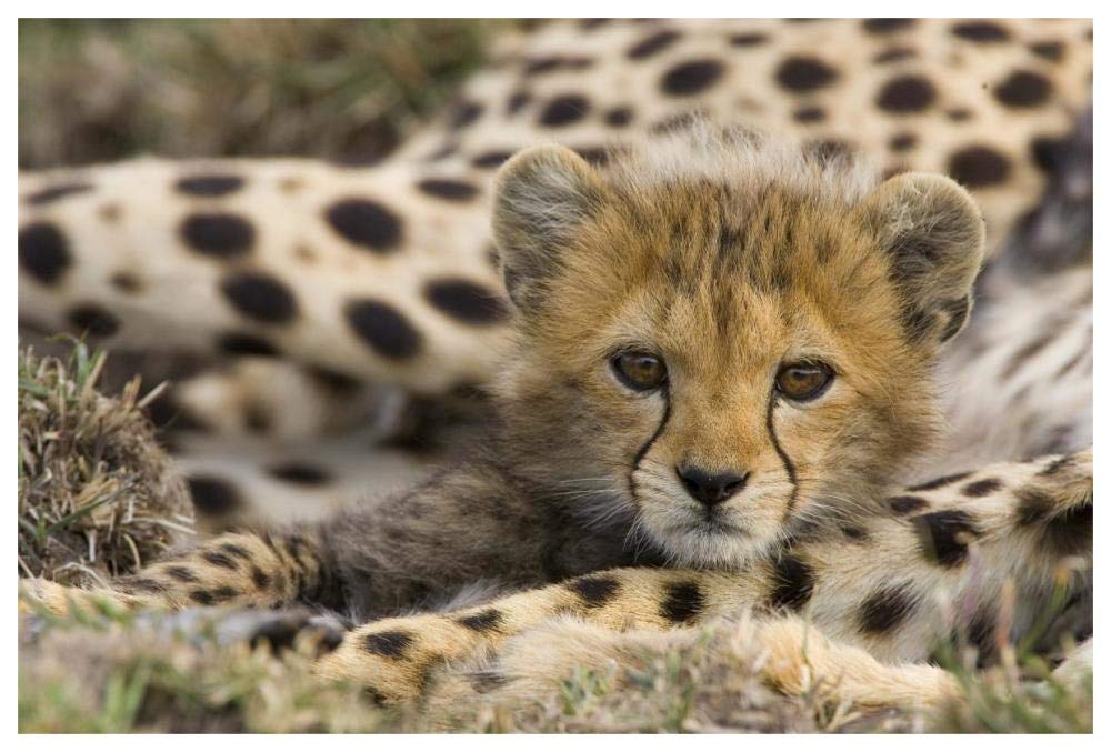 Cheetah cub portrait, Maasai Mara Reserve, Kenya-Paper Art-62x42”
