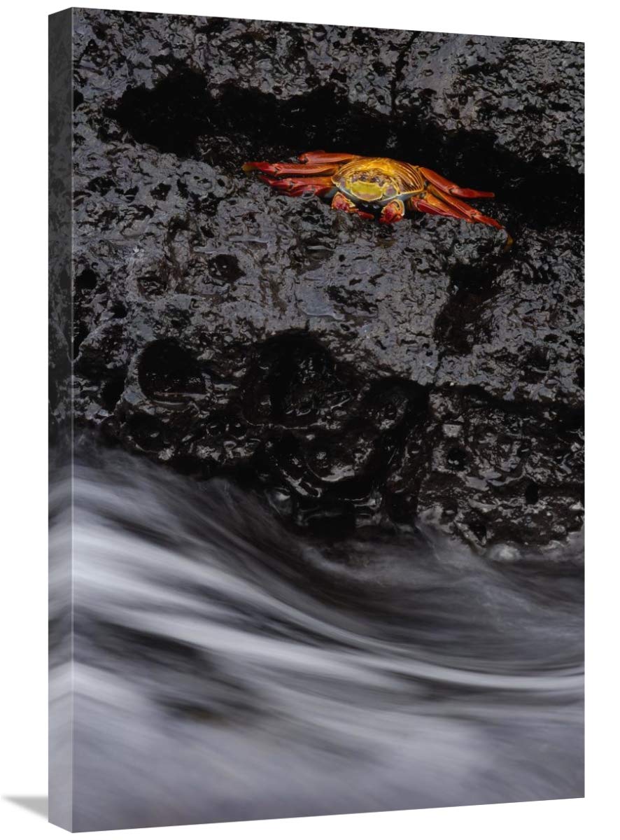 Sally Lightfoot Crab in rock crevice, Santiago Island, Galapagos Islands, Ecuador-Canvas Art-20x30”
