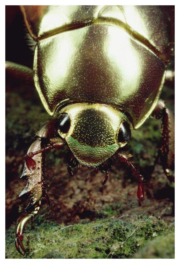 Golden Scarab Beetle portrait, Monteverde Reserve, Costa Rica-Paper Art-34x50”