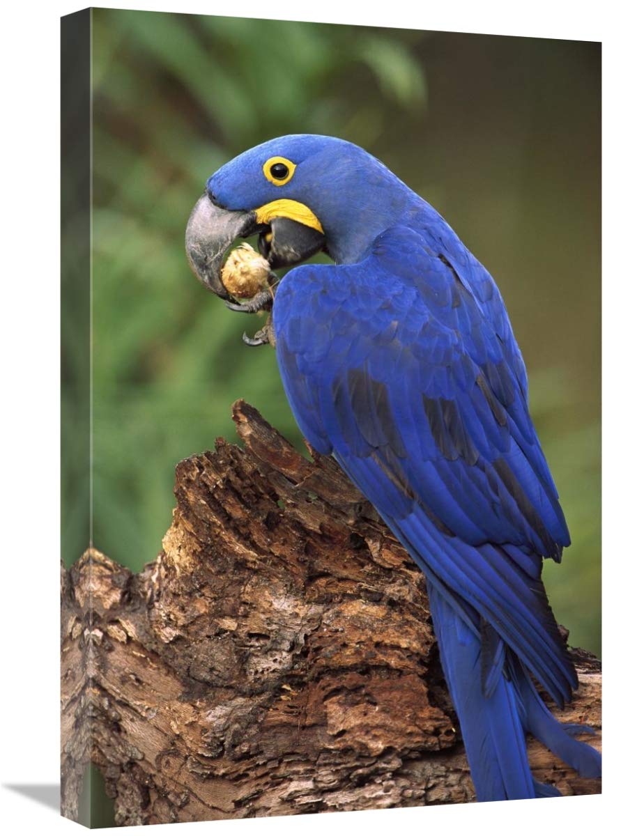 Hyacinth Macaw eating Piassava Palm nuts, Cerrado, Brazil-Canvas Art-16x24”
