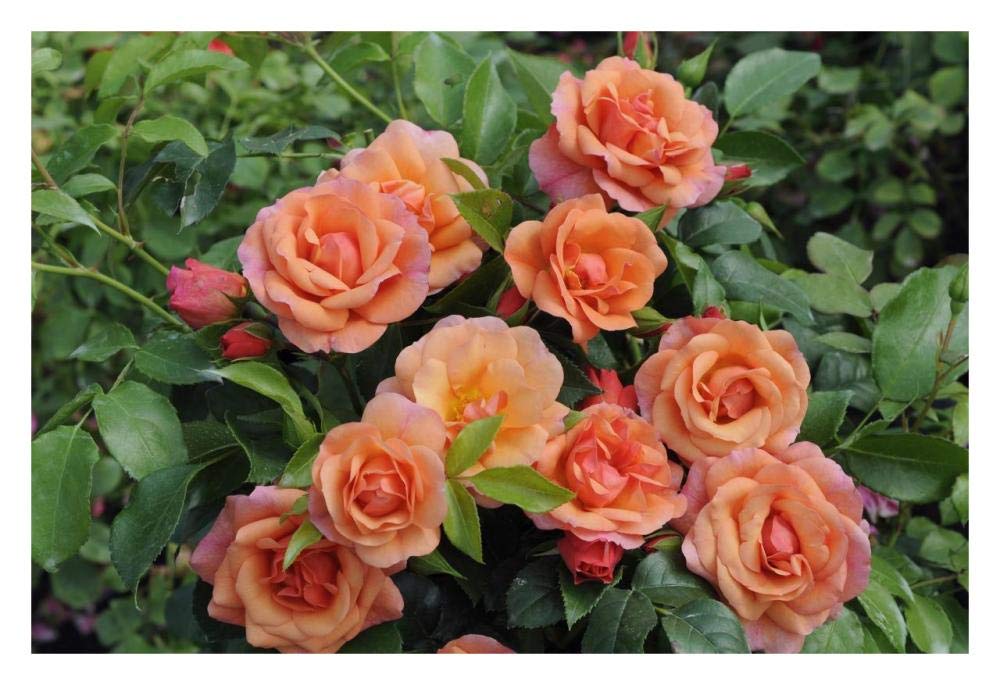 Rose aprikola variety flowers-Paper Art-32x22”