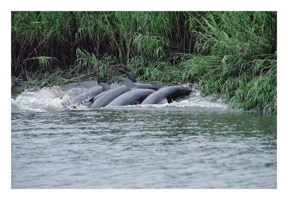 Bottlenose Dolphins catching fish on mud banks, Hilton Head, South Carolina-Paper Art-26x18”
