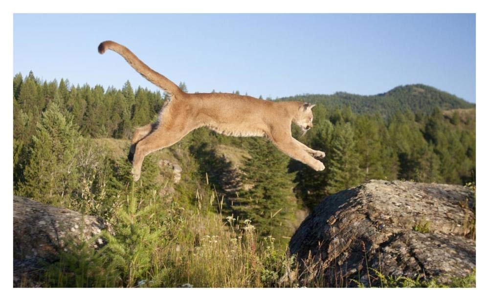 Mountain Lion jumping, Montana. Sequence 1 of 2-Paper Art-38x23.2”