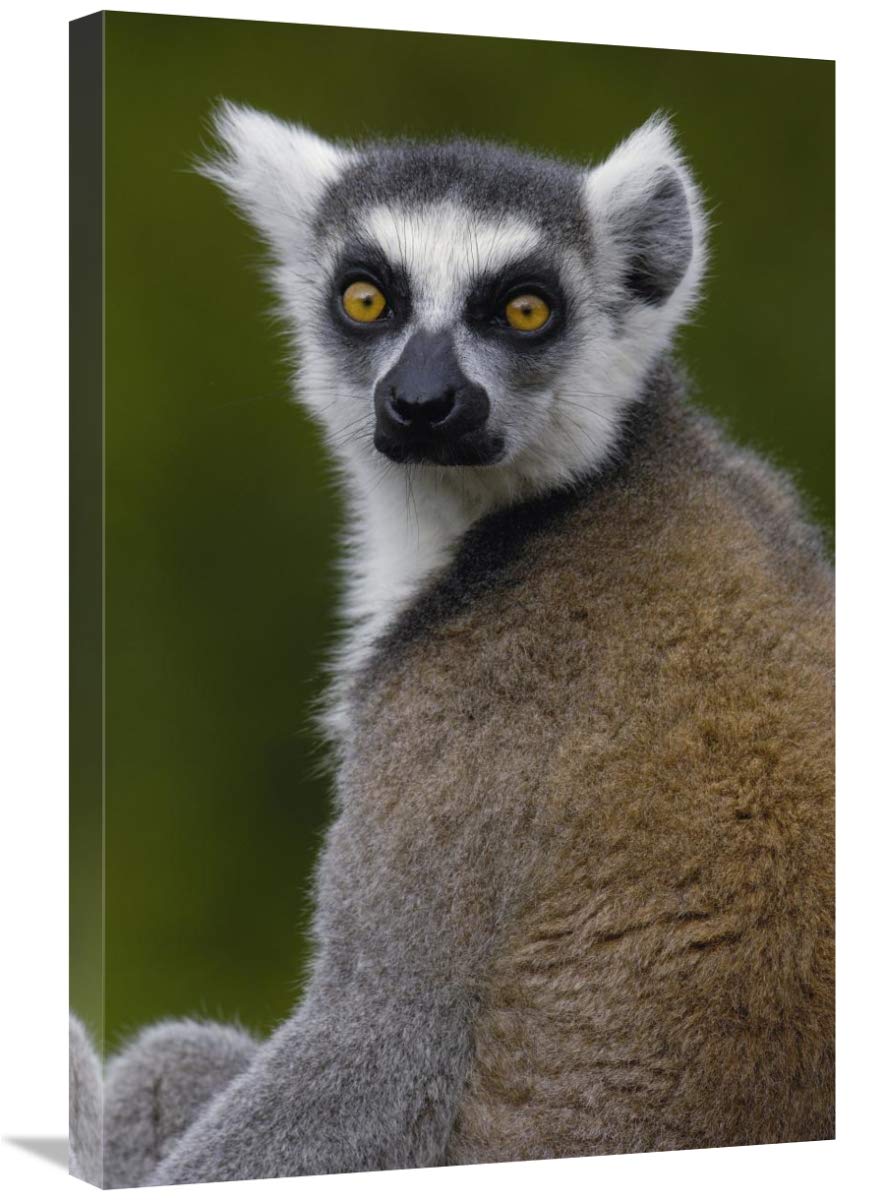 Ring-tailed Lemur portrait in the Andringitra Mountains, Madagascar-Canvas Art-20x30”