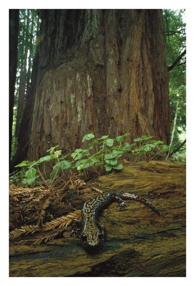 Pacific Giant Salamander in redwood forest, Santa Cruz, California-Paper Art-22x32”