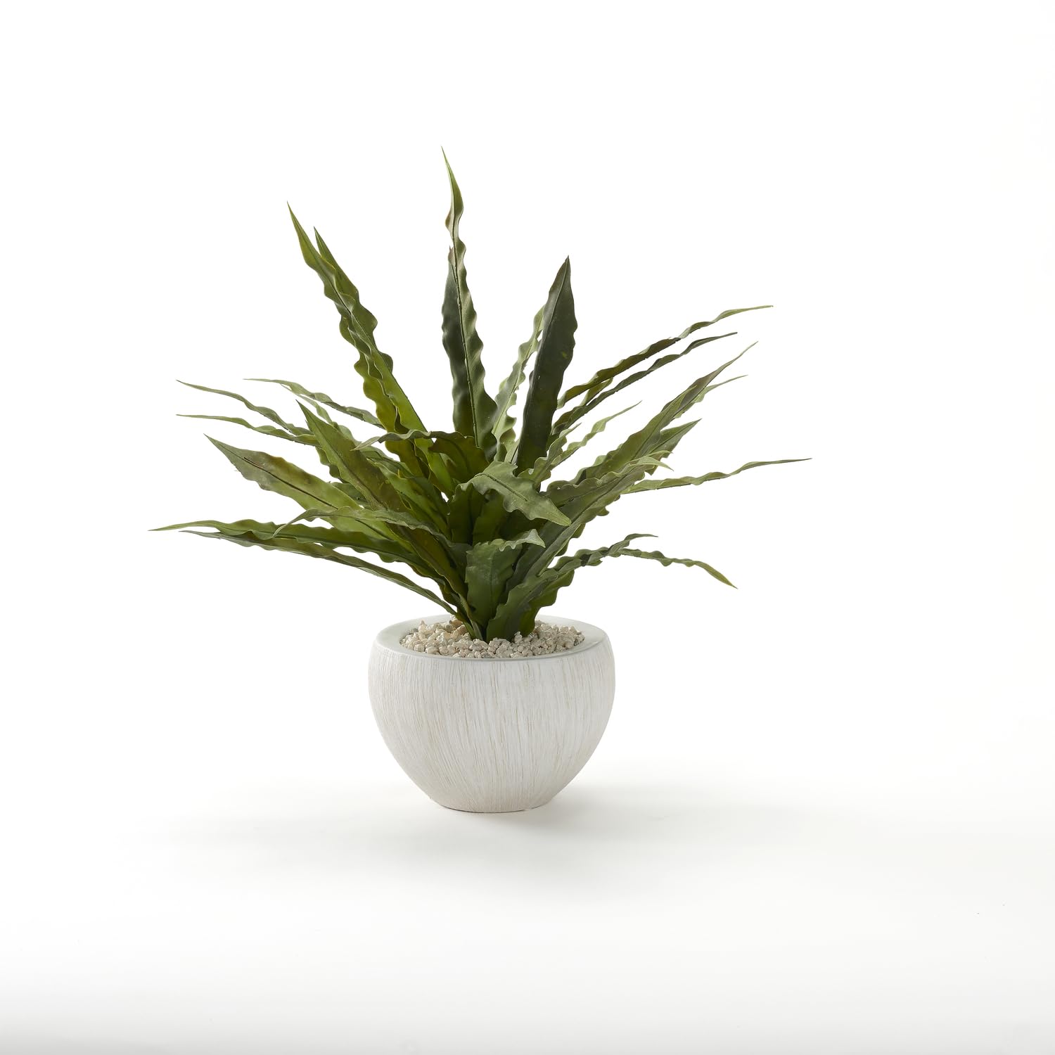 Frosted Green Birdnest in White Ezra Bowl