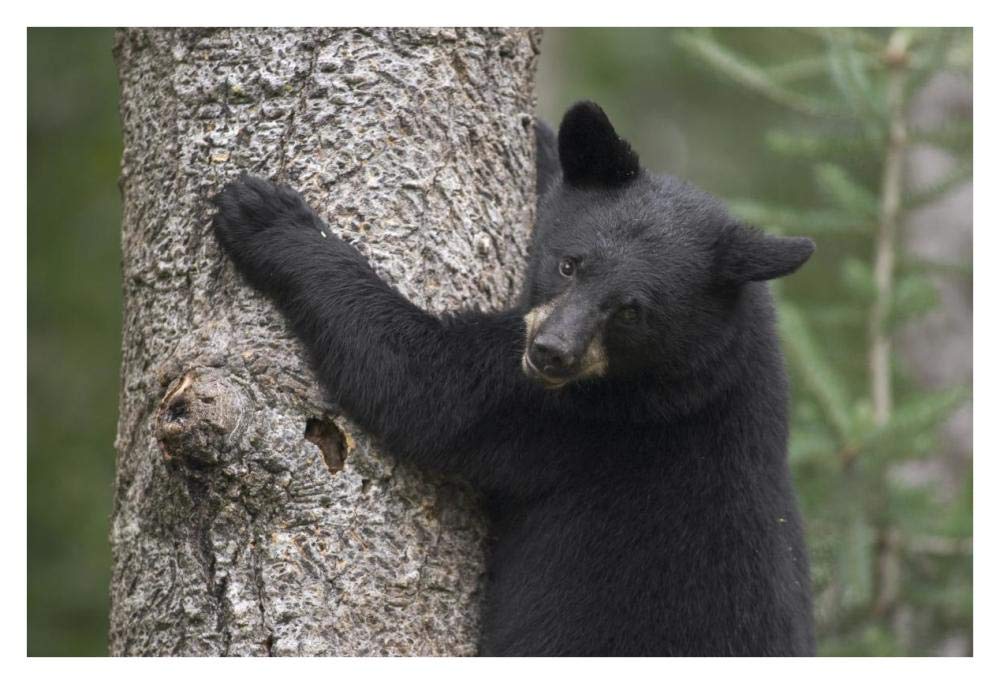 Black Bear cub in tree safe from danger, Orr, Minnesota-Paper Art-38x26”
