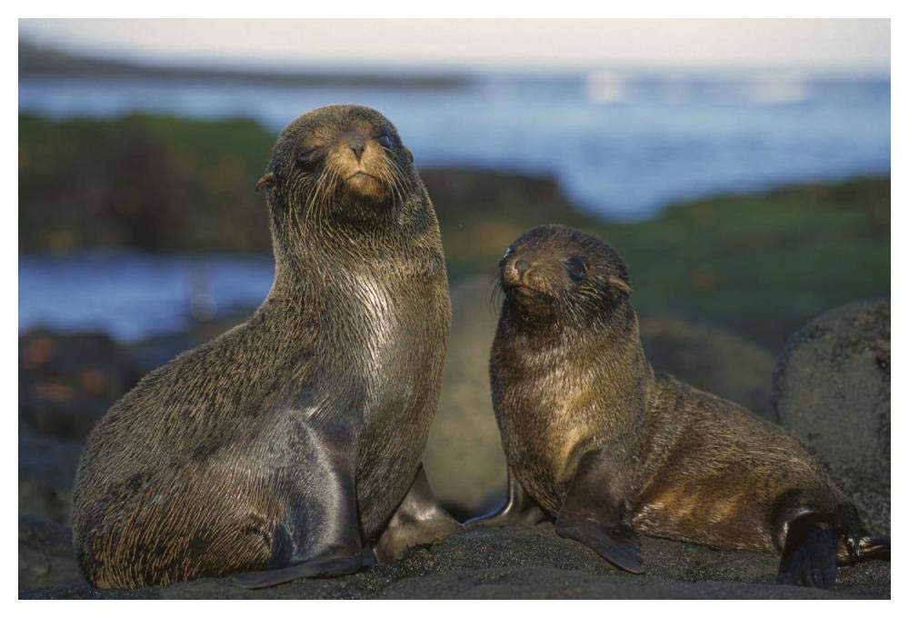Galapagos Islands Fur Seal cow and pup, Cape Douglas, Galapagos Islands-Paper Art-50x34”