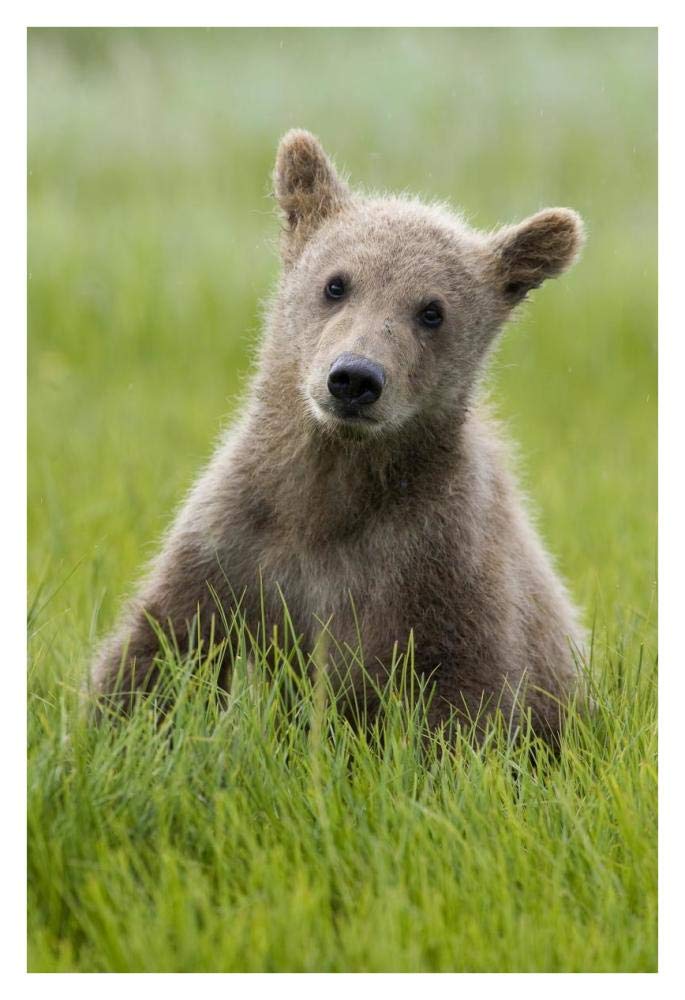 Grizzly Bear yearling cub among sedges, Katmai National Park, Alaska-Paper Art-26x38”