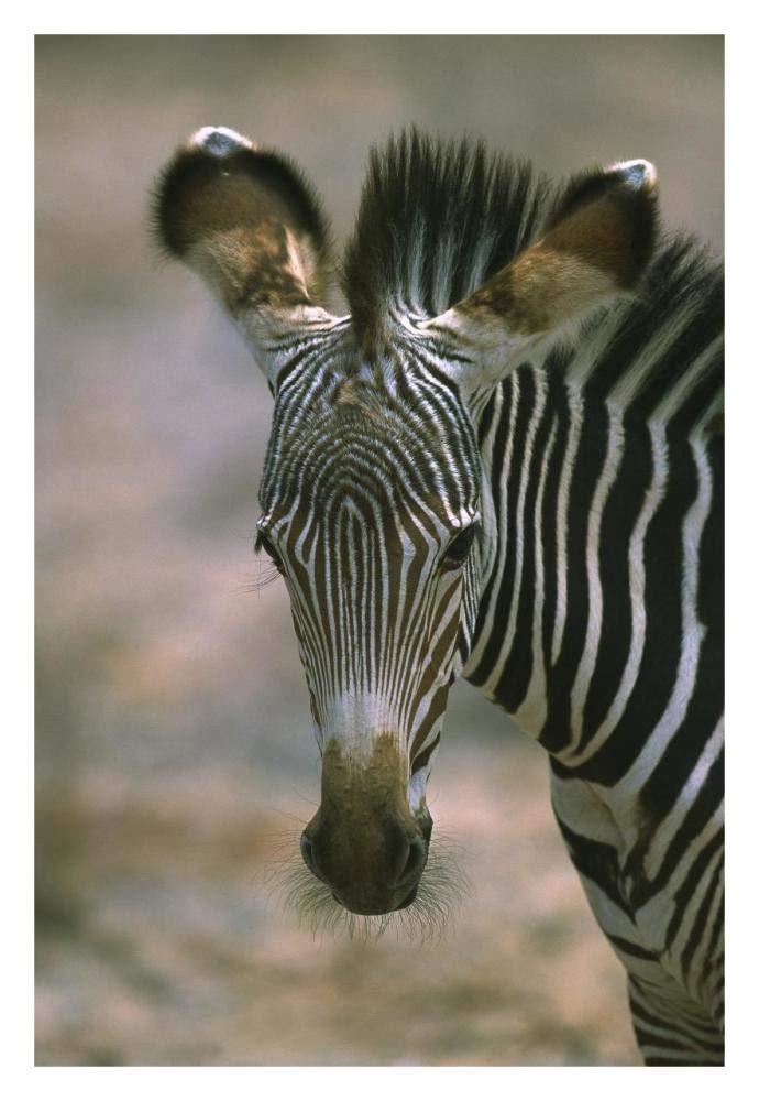 Grevys Zebra foal, Kenya-Paper Art-22x32”