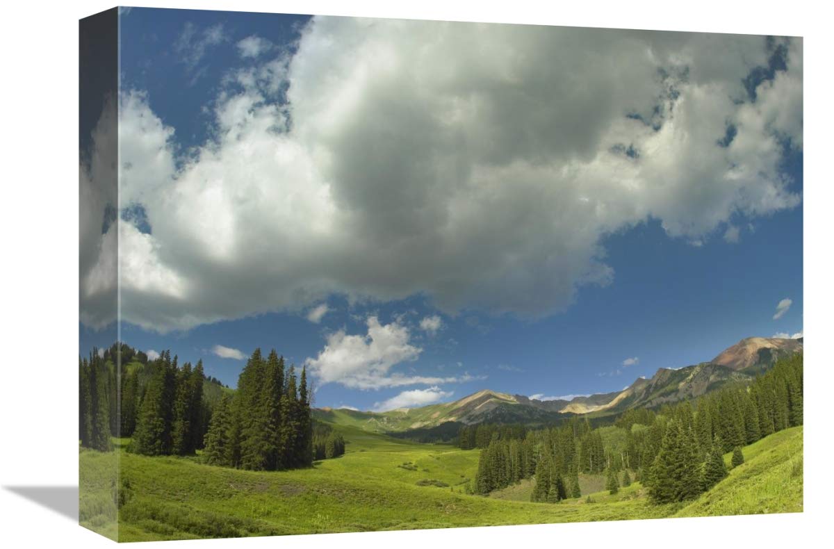 Stand of conifers in the Elk Mountains near Crested Butte, Colorado-Canvas Art-16x12”