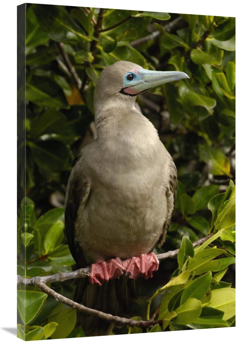 Red-footed Booby portrait mangroves, Galapagos Islands, Ecuador-Canvas Art-24x36”