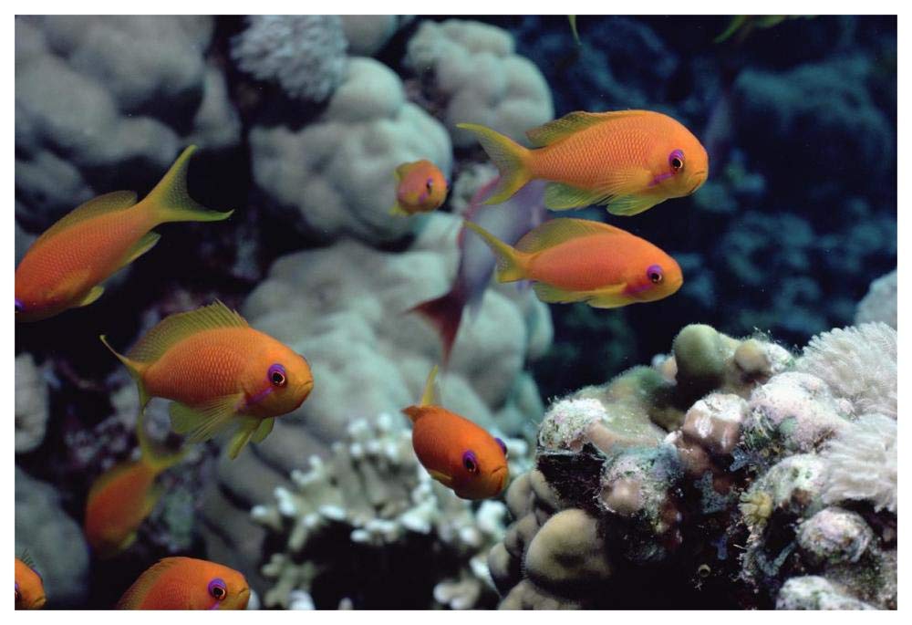 Anthias near Sinai, Red Sea-Paper Art-62x42”