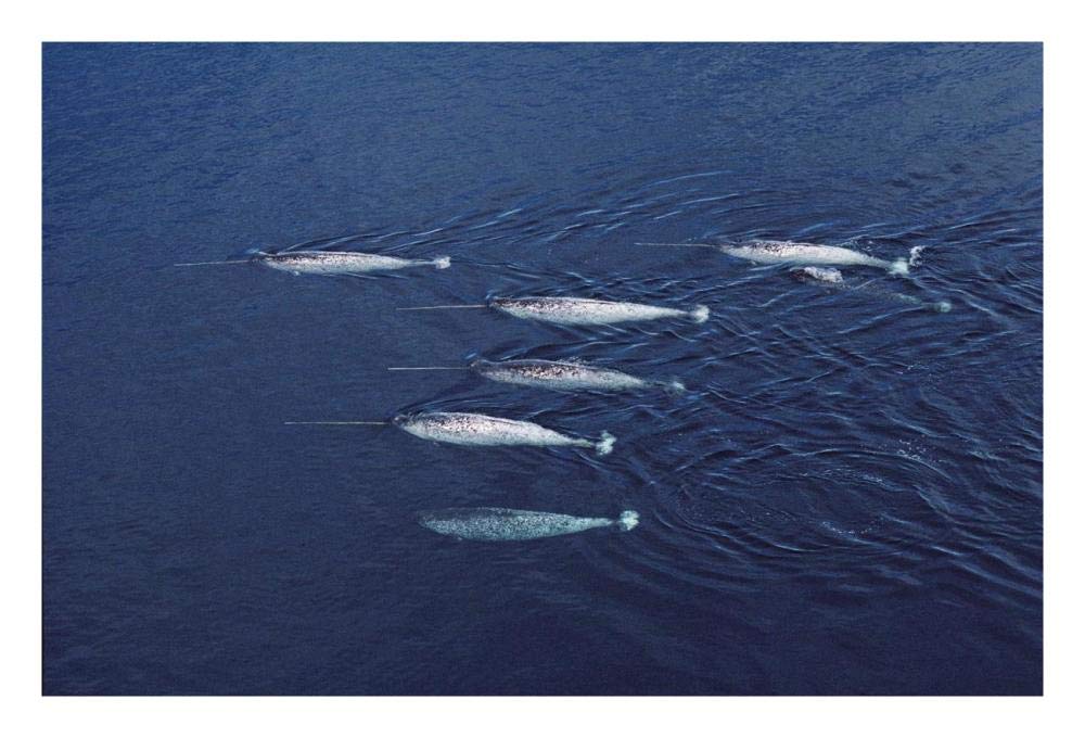 Narwhal pod aerial, Lancaster Sound, Canada-Paper Art-26x18”