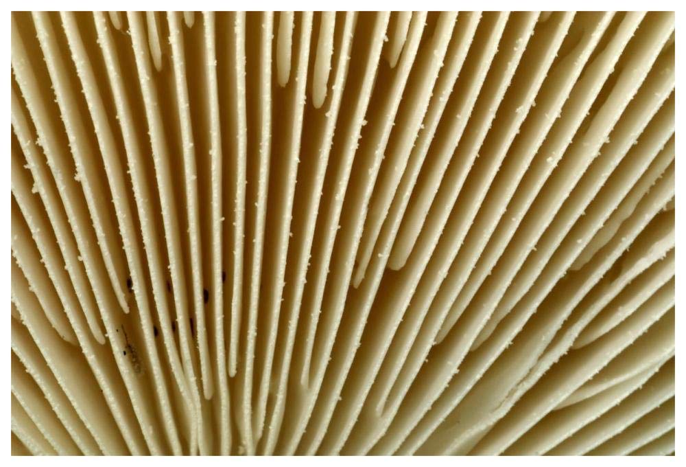 Citron Amanita mushroom detail, Belgium-Paper Art-62x42”