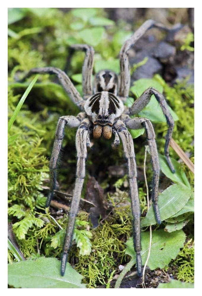 Wolf Spider male, Mindo, western slope of Andes, Ecuador-Paper Art-14x20”