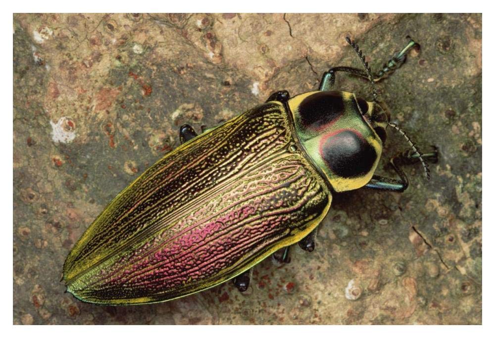 Metallic Wood-boring Beetle-Paper Art-20x14”