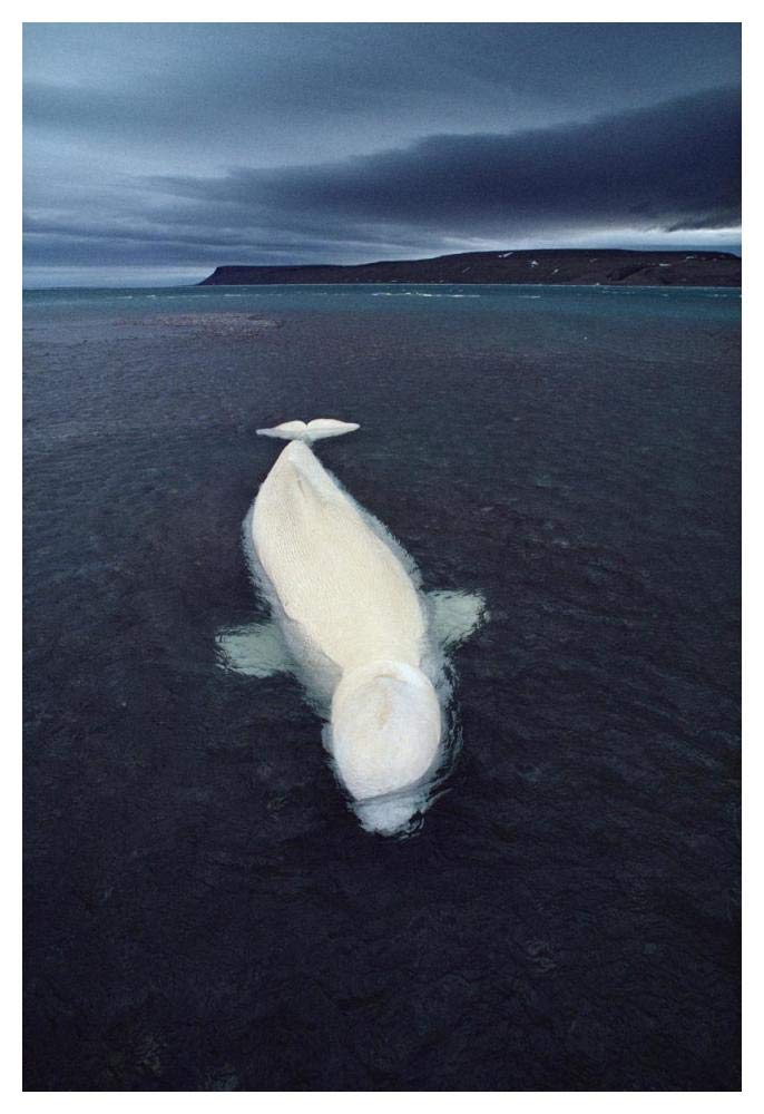Beluga whale stranded at low tide, Somerset Island, Nunavut, Canada-Paper Art-34x50”