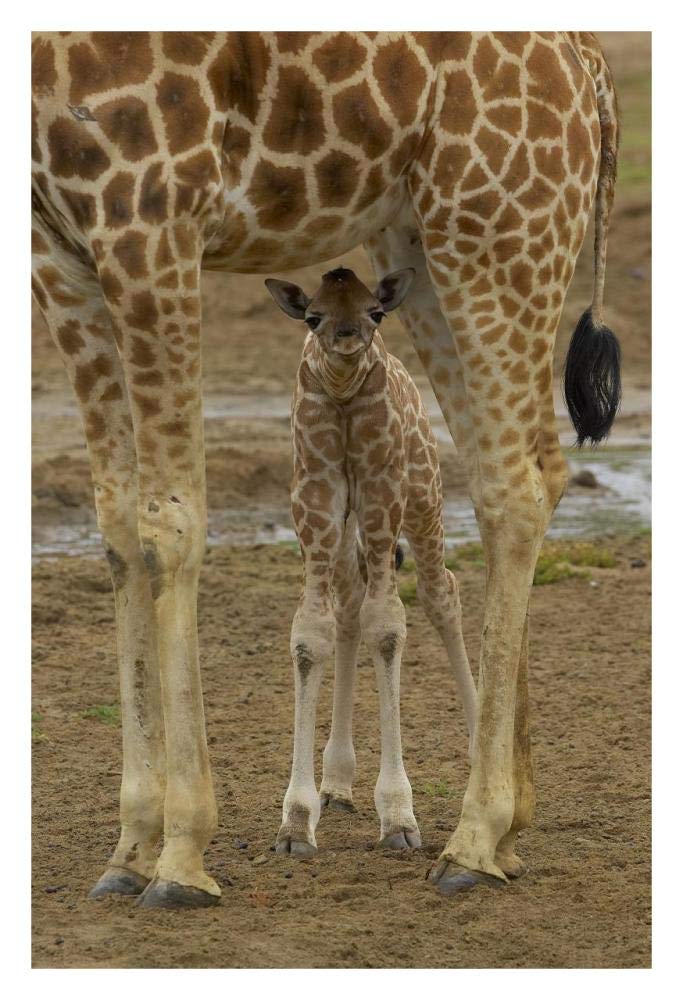 Rothschild Giraffe calf hiding under mother, native to Africa-Paper Art-22x32”