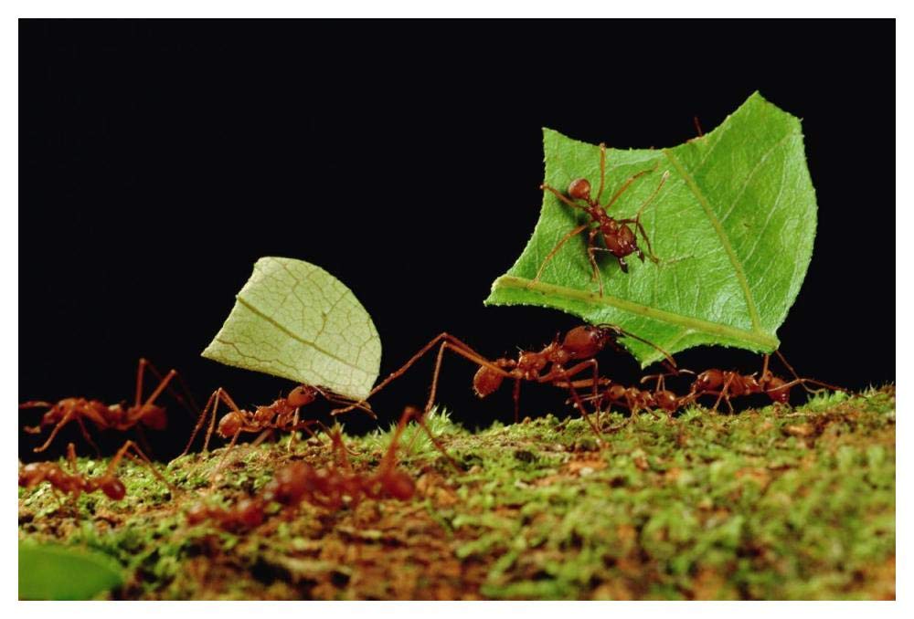 Leafcutter Ant workers carrying leaves to nest, French Guiana-Paper Art-50x34”