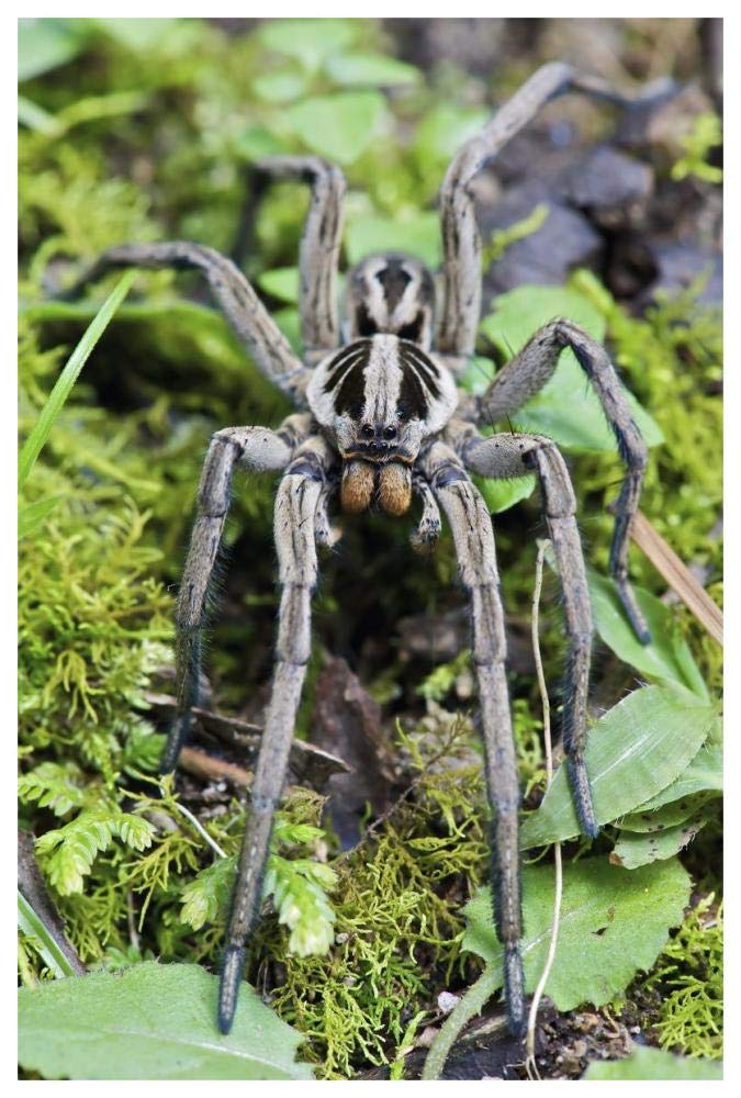 Wolf Spider male, Mindo, western slope of Andes, Ecuador-Paper Art-42x62”