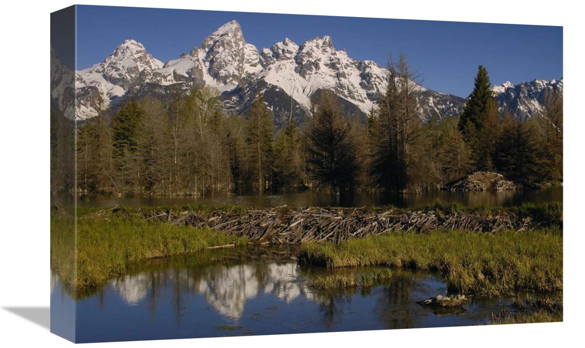 American Beaver pond with dam and lodge, Grand Teton NP, Wyoming-Canvas Art-18x12”