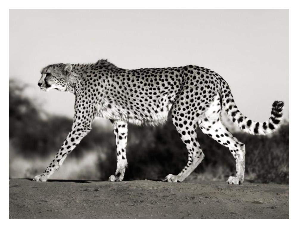 Cheetah, Namibia, Africa-Paper Art-34x26”