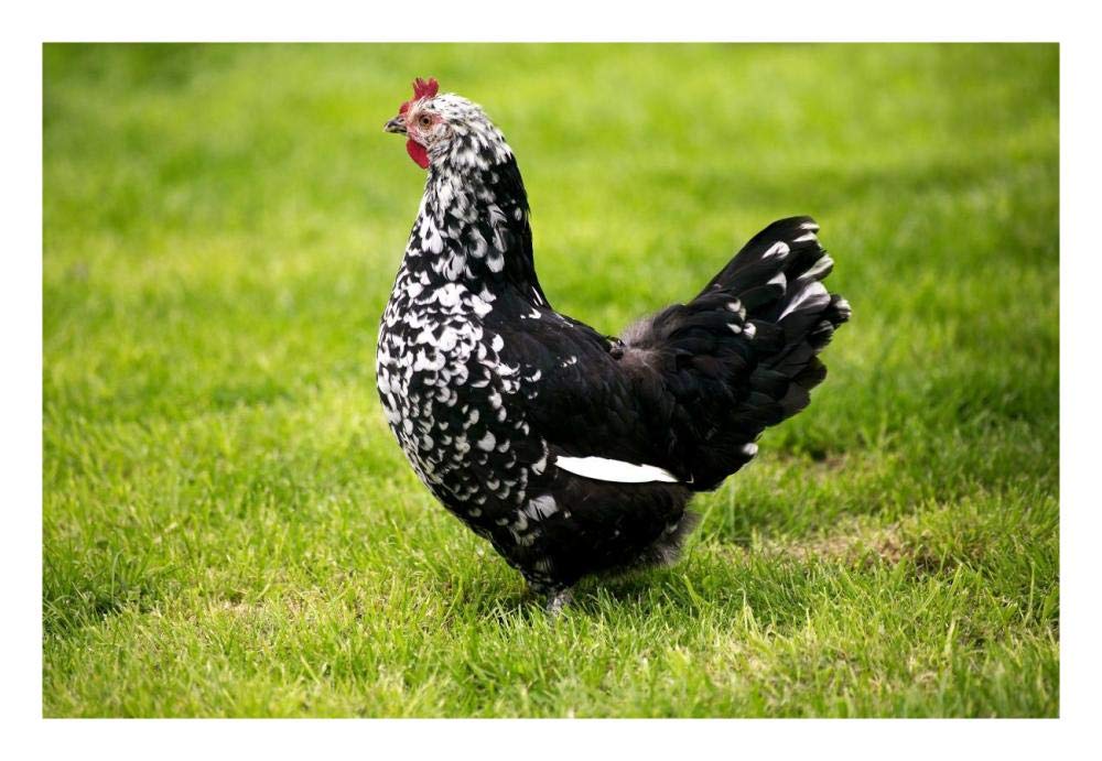 Domestic Chicken, Gournay hen, standing on grass, Normandy, France-Paper Art-26x18”